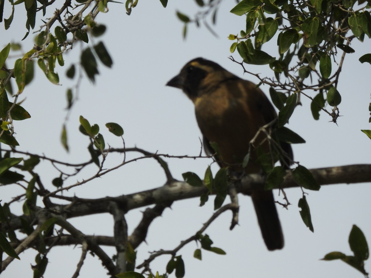 Golden-billed Saltator - ML635054725