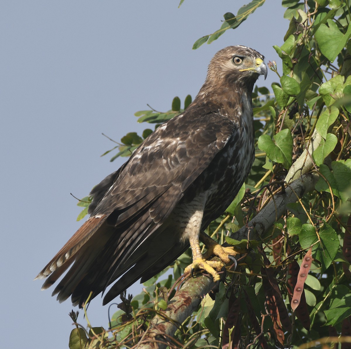Red-tailed Hawk - ML635054858