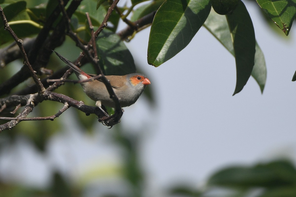 Orange-cheeked Waxbill - ML635054871