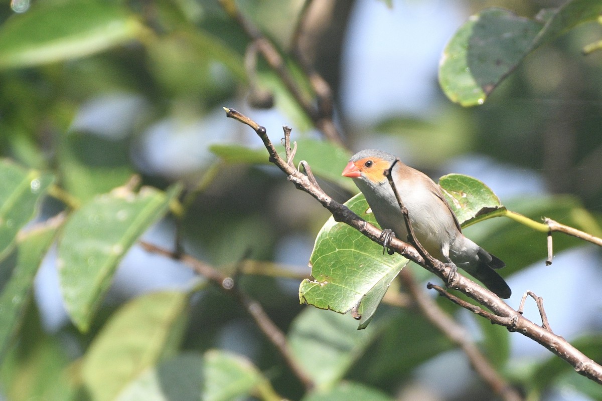 Orange-cheeked Waxbill - ML635054872