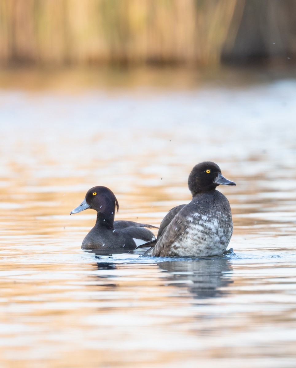 Tufted Duck - ML635055292