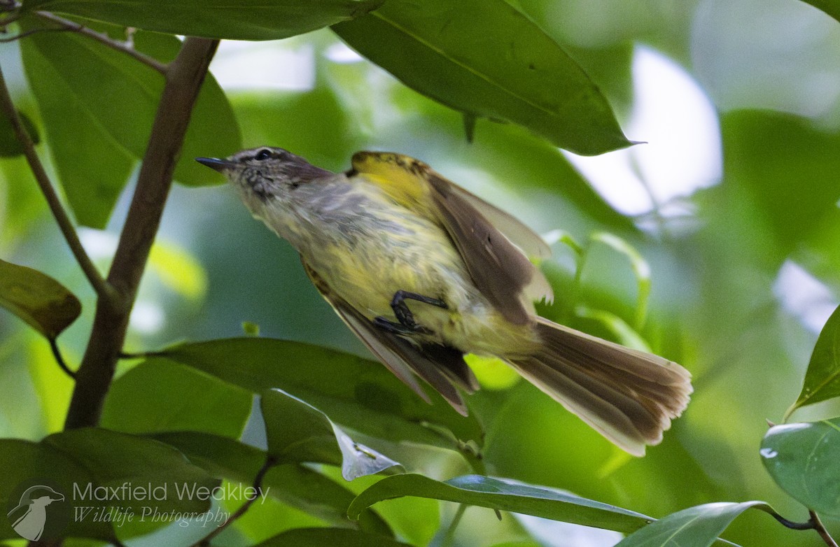 Jamaican Elaenia - ML635055405