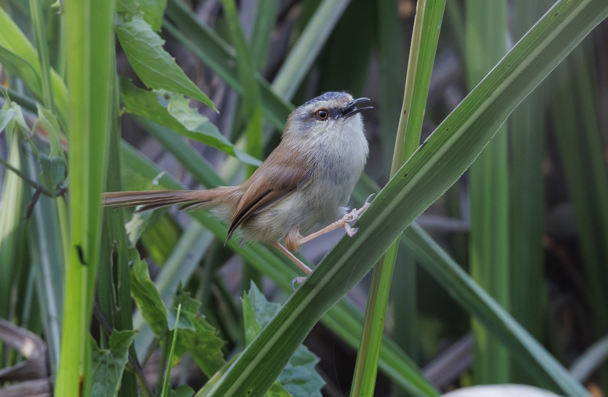 Gray-crowned Prinia - ML635055701