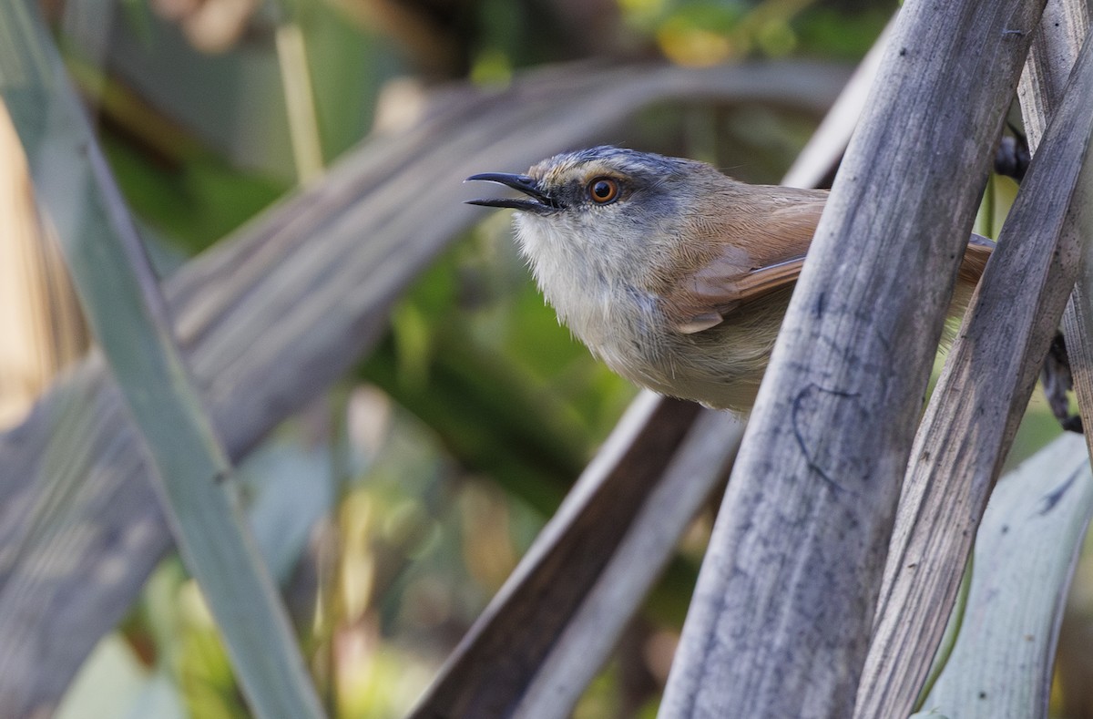 Gray-crowned Prinia - ML635055702
