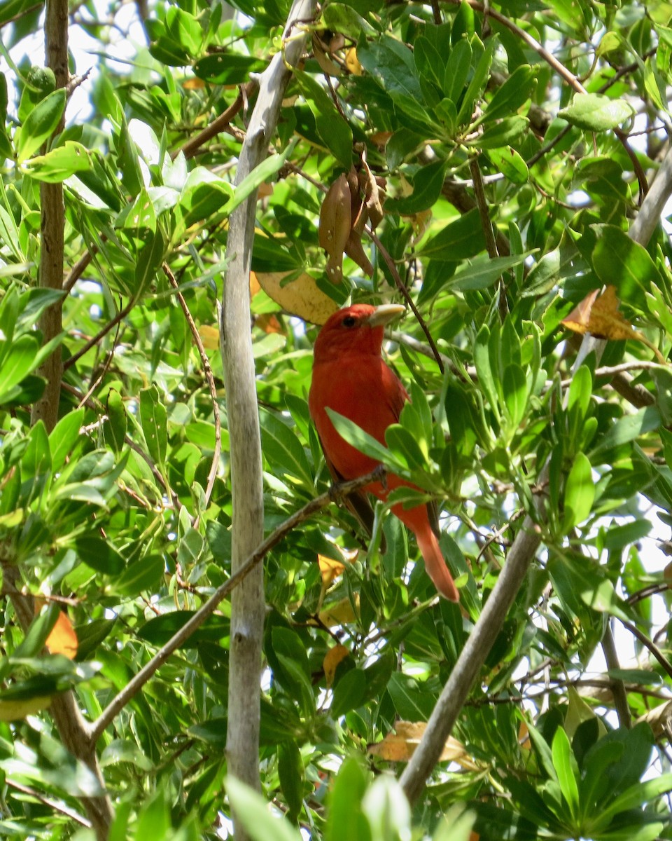 Summer Tanager - ML635056011