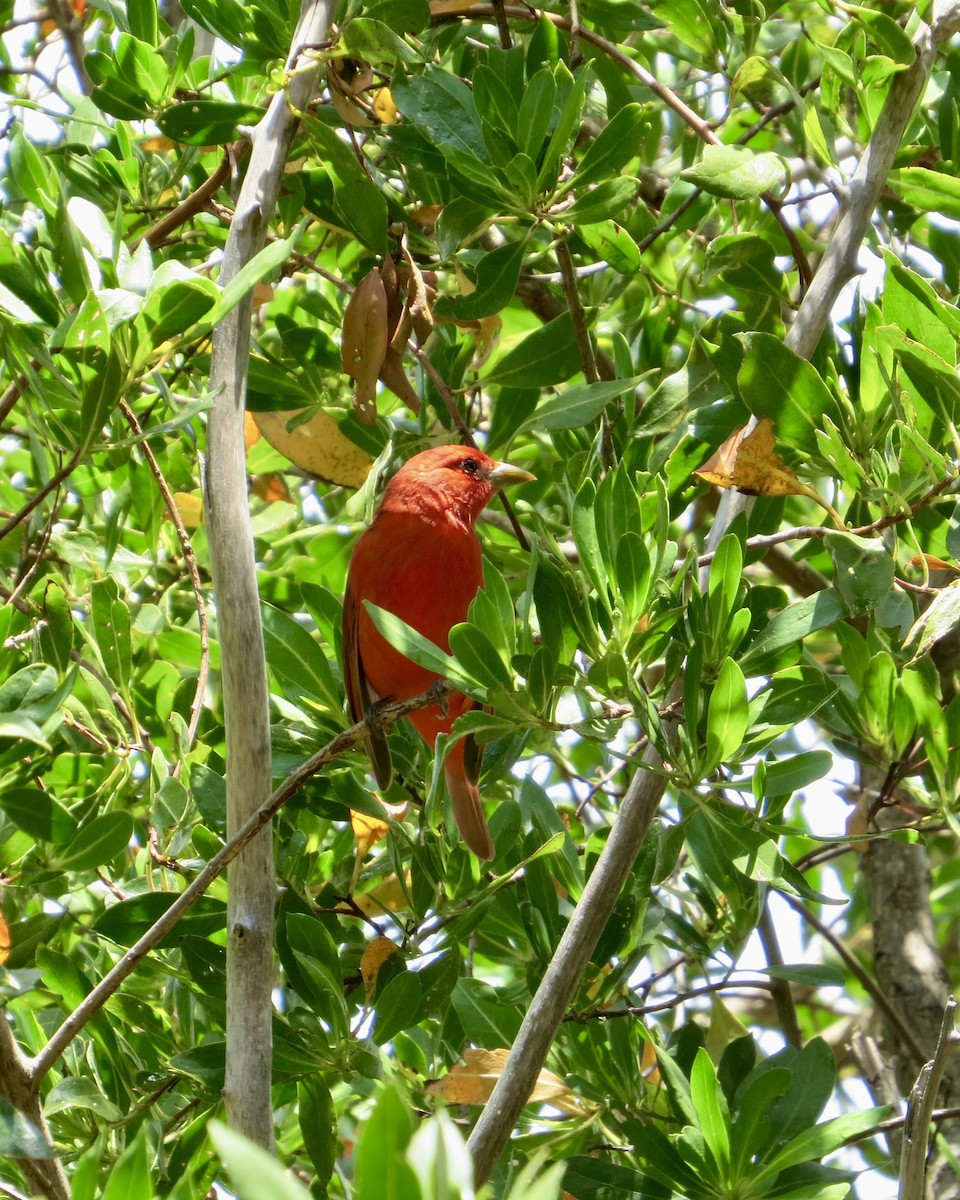 Summer Tanager - ML635056012