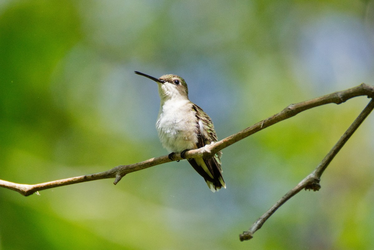 Ruby-throated Hummingbird - ML635056015