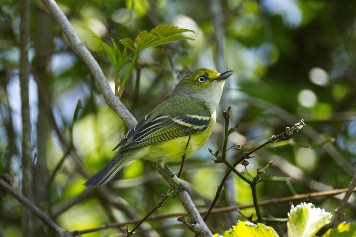 White-eyed Vireo - ML635056057