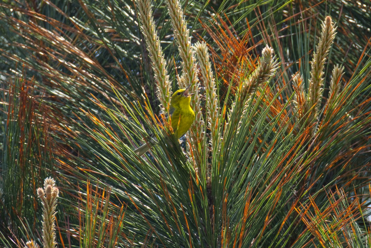 Pine Warbler - ML635056114