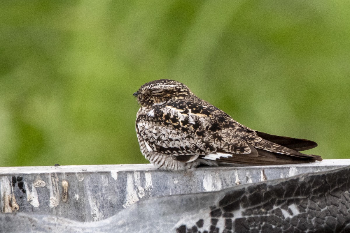 Common Nighthawk - ML635056137