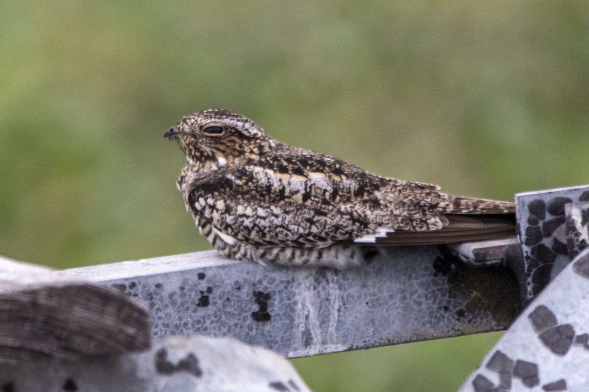 Common Nighthawk - ML635056138