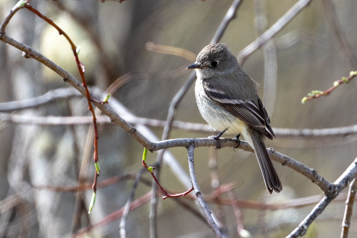 Dusky Flycatcher - ML635056178