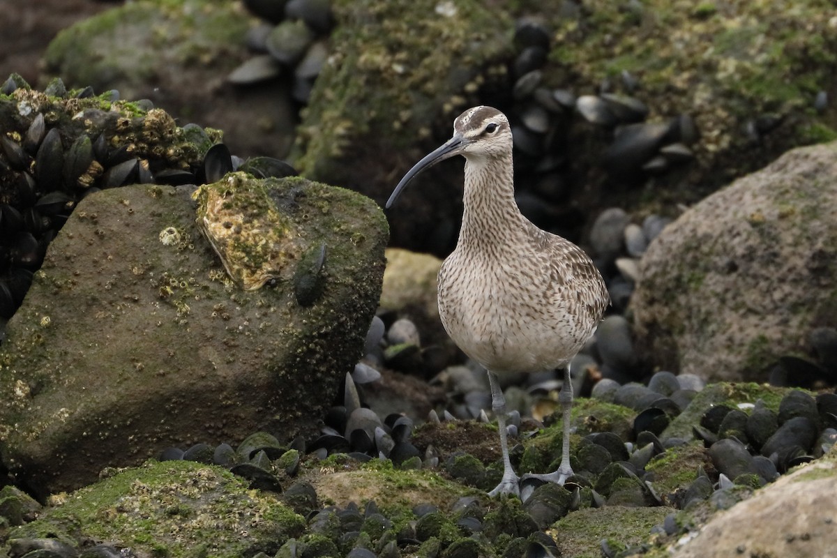 Whimbrel - ML635056198