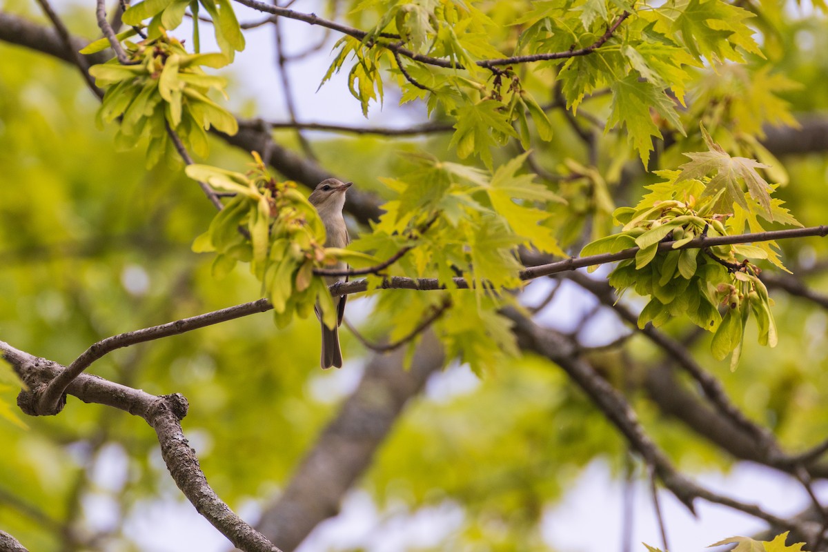 Warbling Vireo - ML635056199