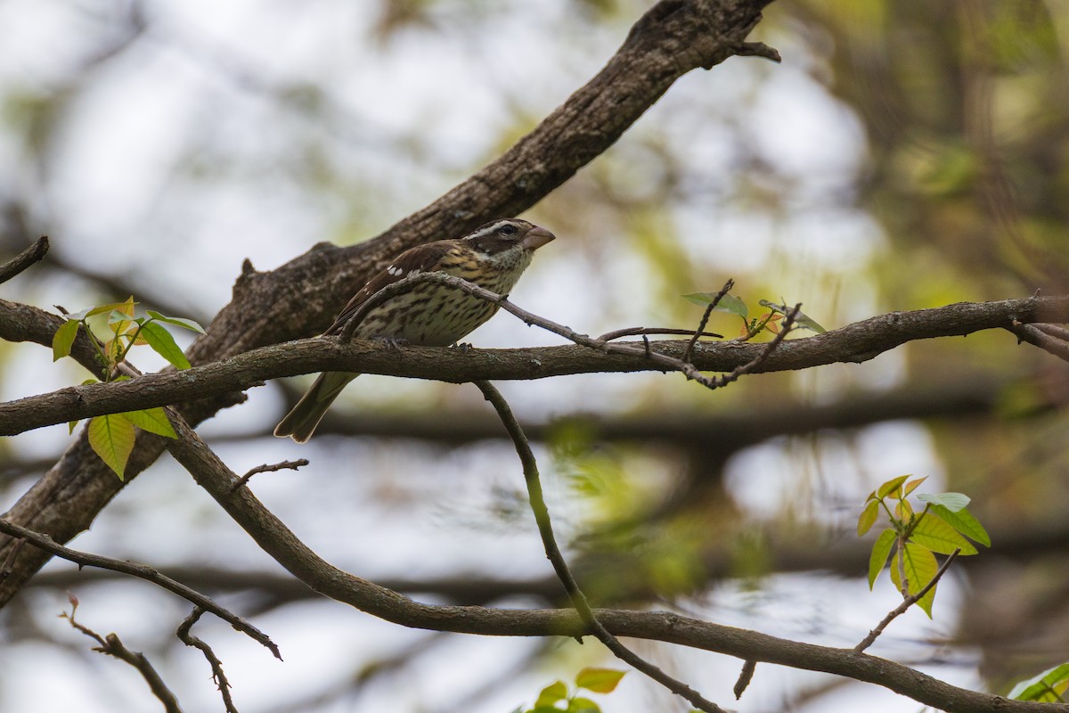 Rose-breasted Grosbeak - ML635056206
