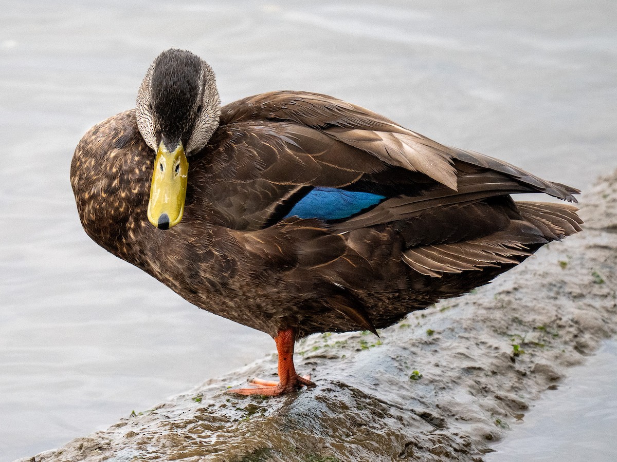 American Black Duck - ML635056216