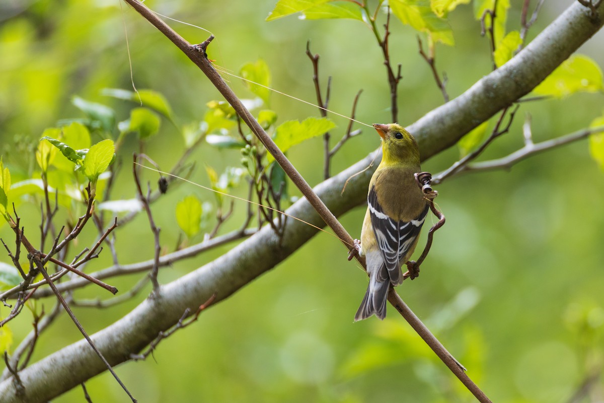 American Goldfinch - ML635056223