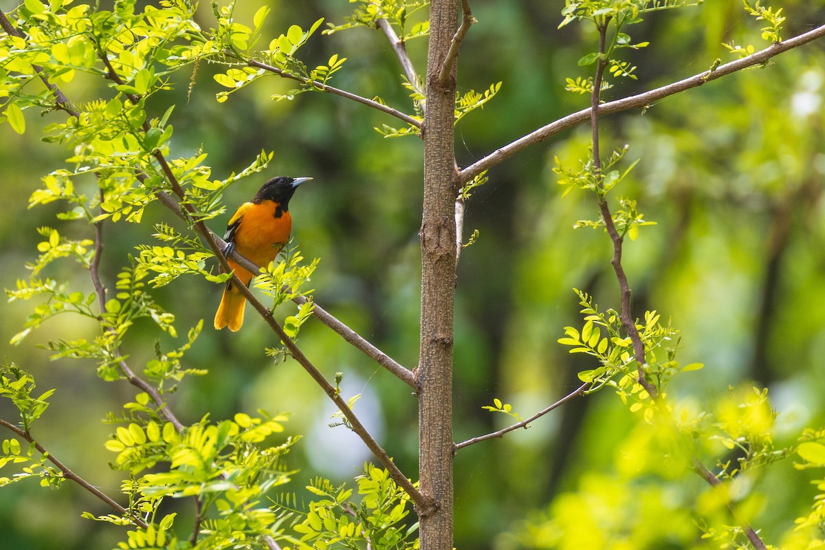 Baltimore Oriole - ML635056232