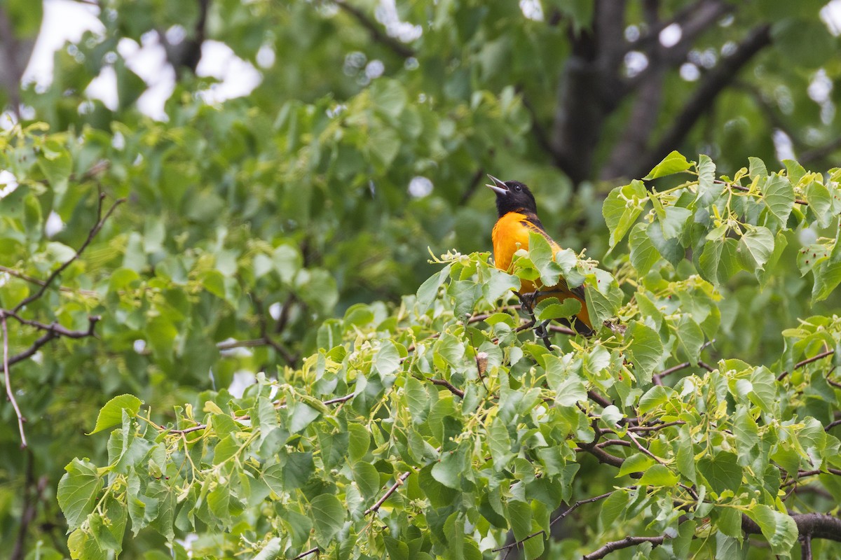 Baltimore Oriole - ML635056233