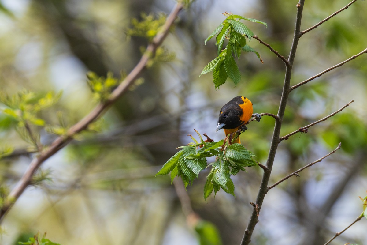 Baltimore Oriole - ML635056234