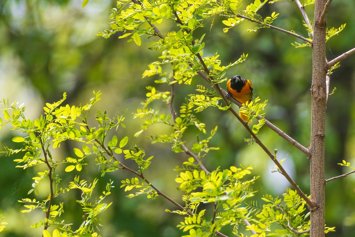 Baltimore Oriole - ML635056235
