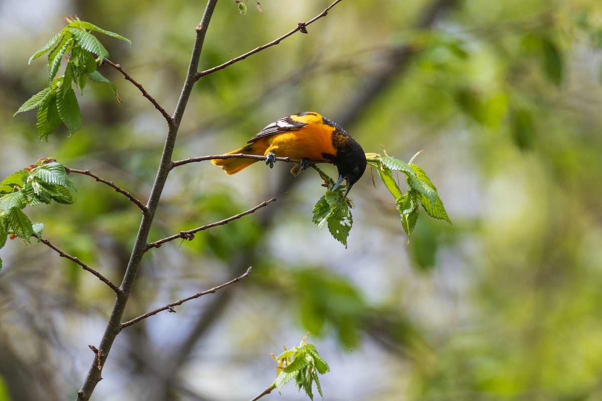 Baltimore Oriole - ML635056236
