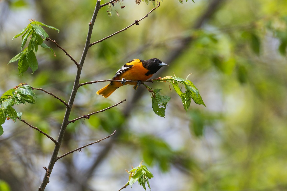 Baltimore Oriole - ML635056237