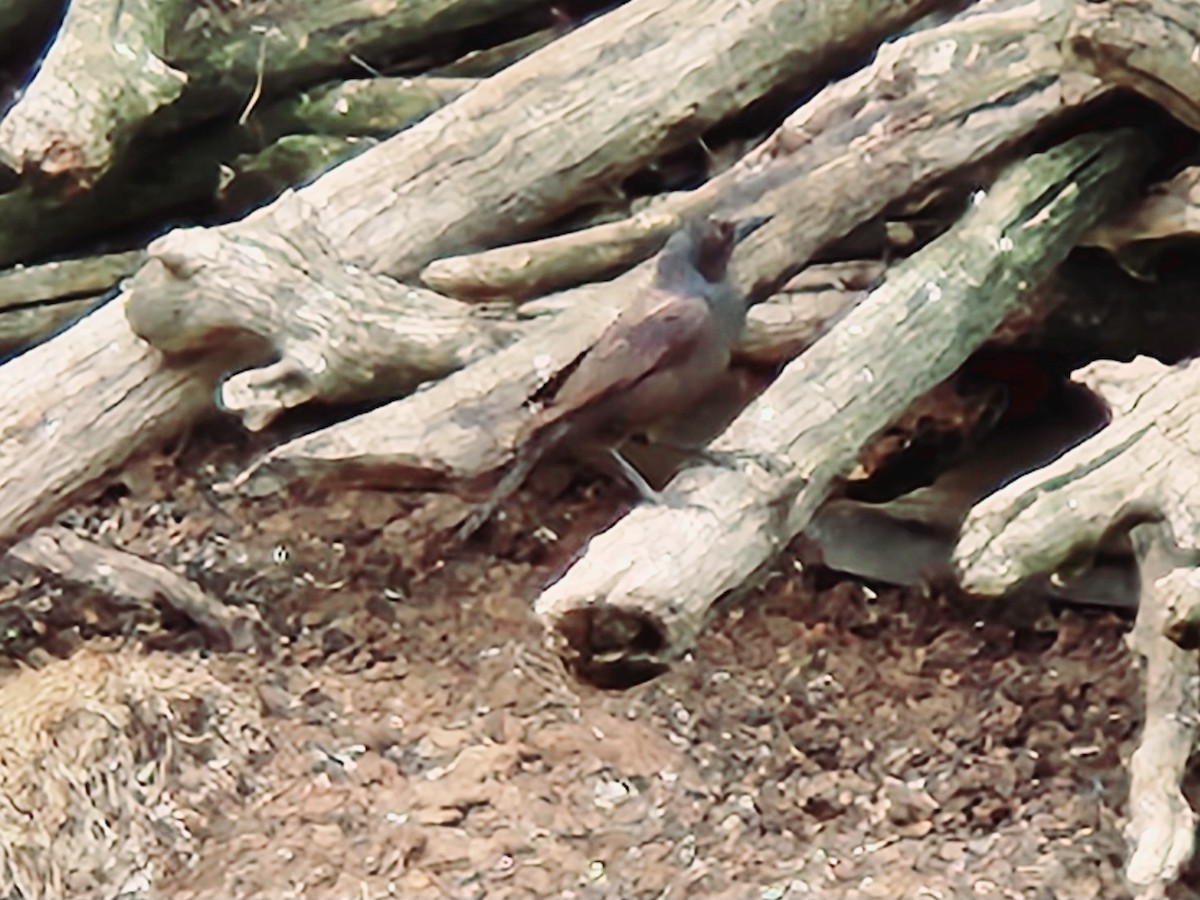 Common Grackle - ML635056266