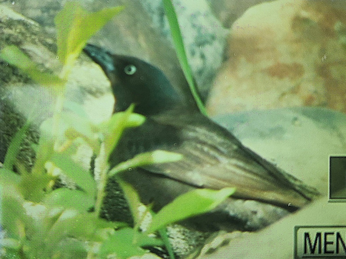 Common Grackle - ML635056267