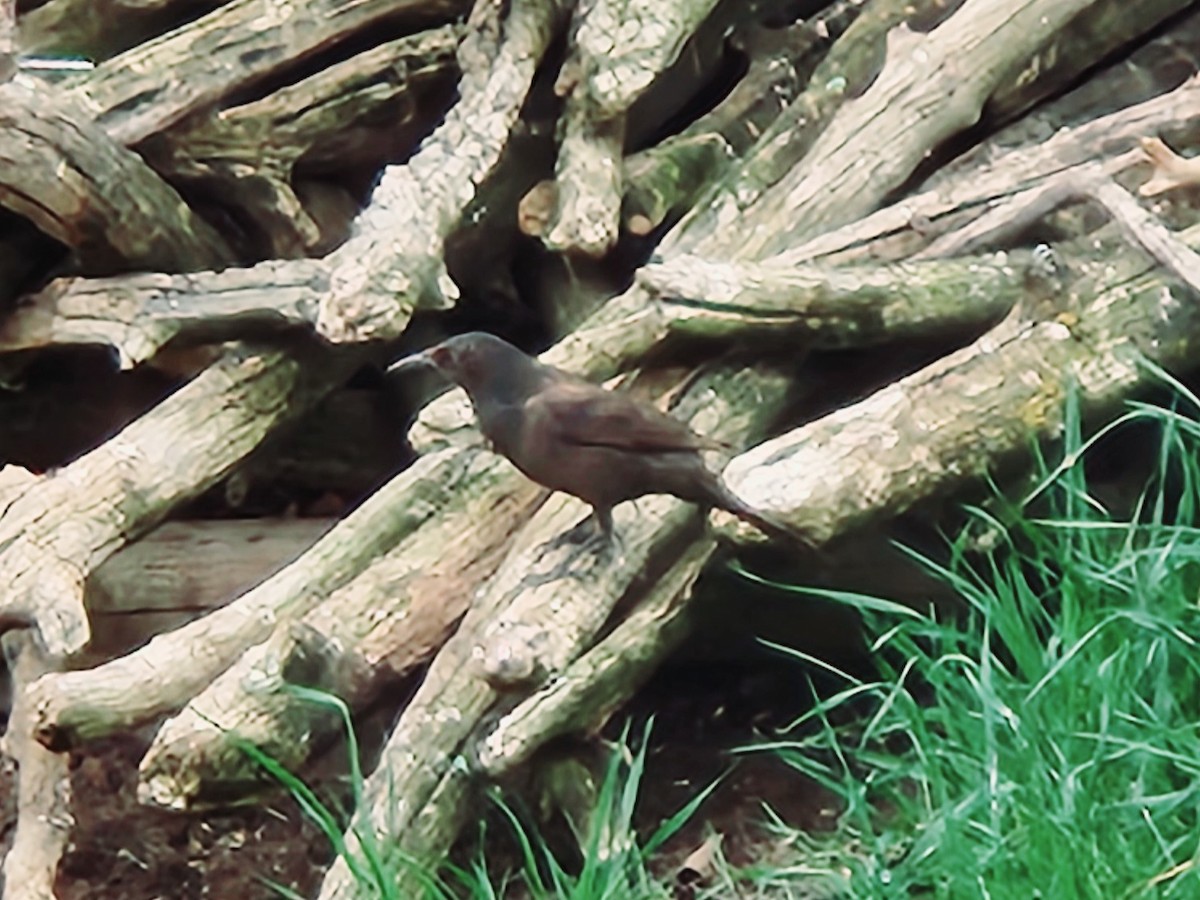 Common Grackle - ML635056269
