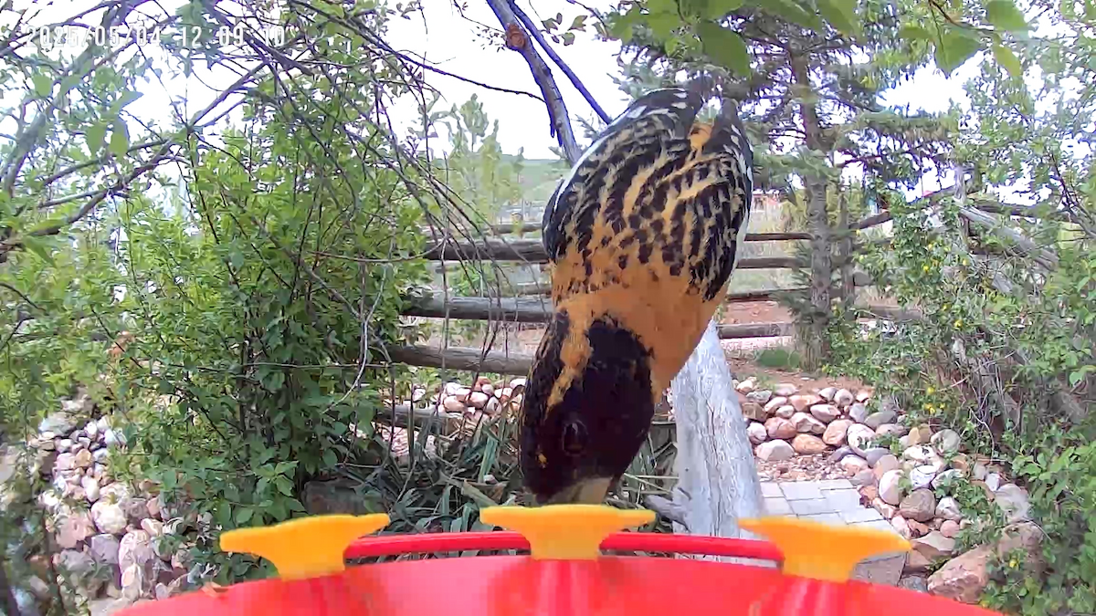 Black-headed Grosbeak - ML635056302