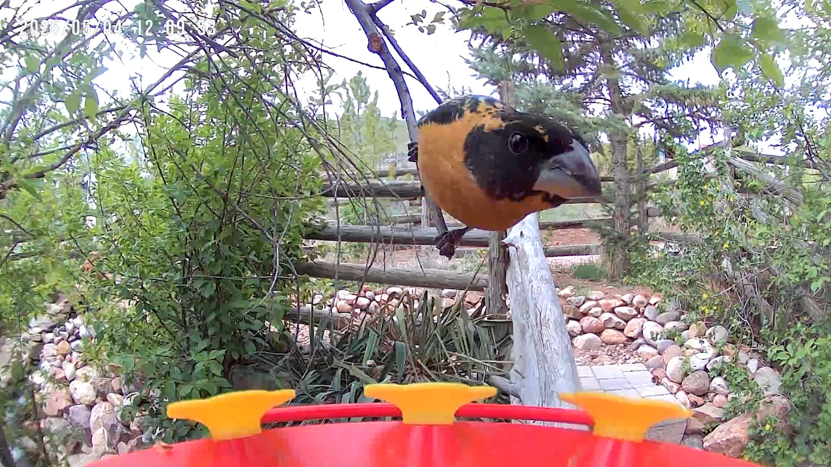 Black-headed Grosbeak - ML635056310