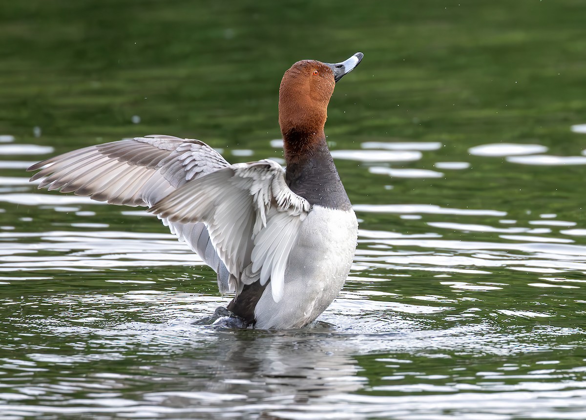 Common Pochard - ML635056362