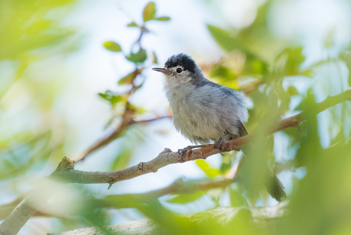 Black-tailed Gnatcatcher - ML63505641