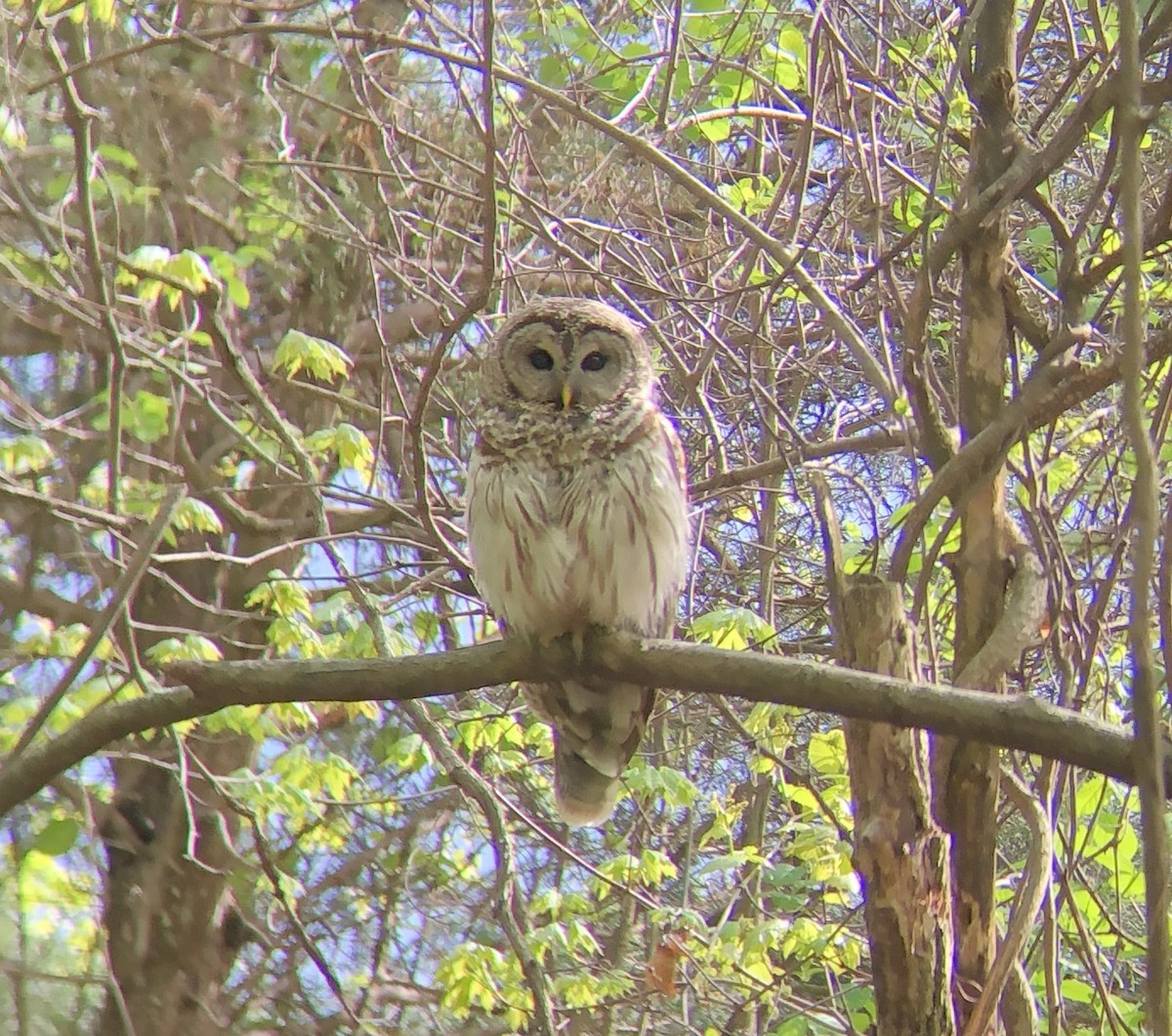 Barred Owl - ML635056558