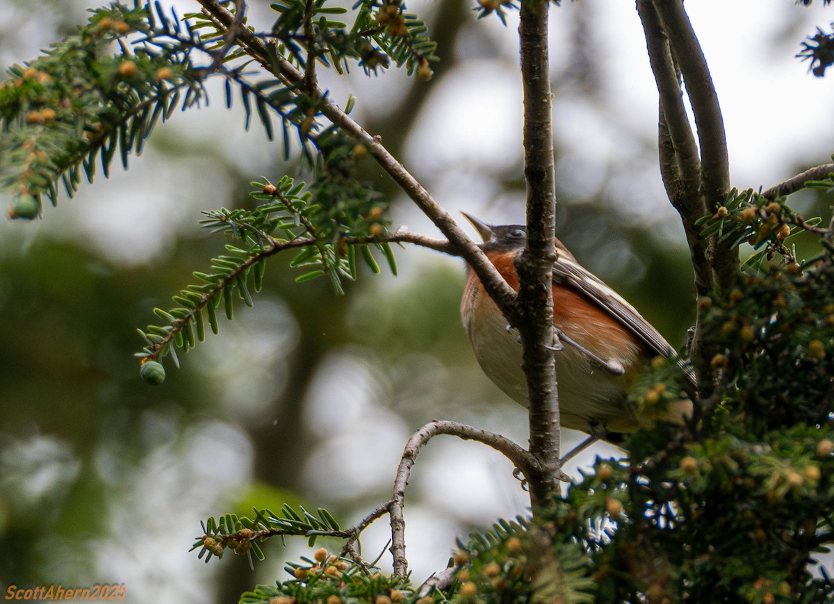 Bay-breasted Warbler - ML635056586