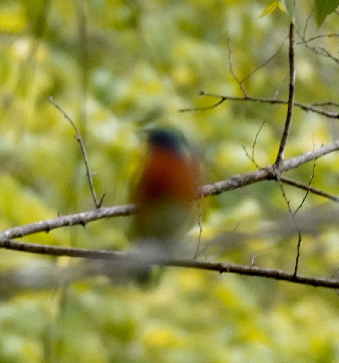 Painted Bunting - ML635056809