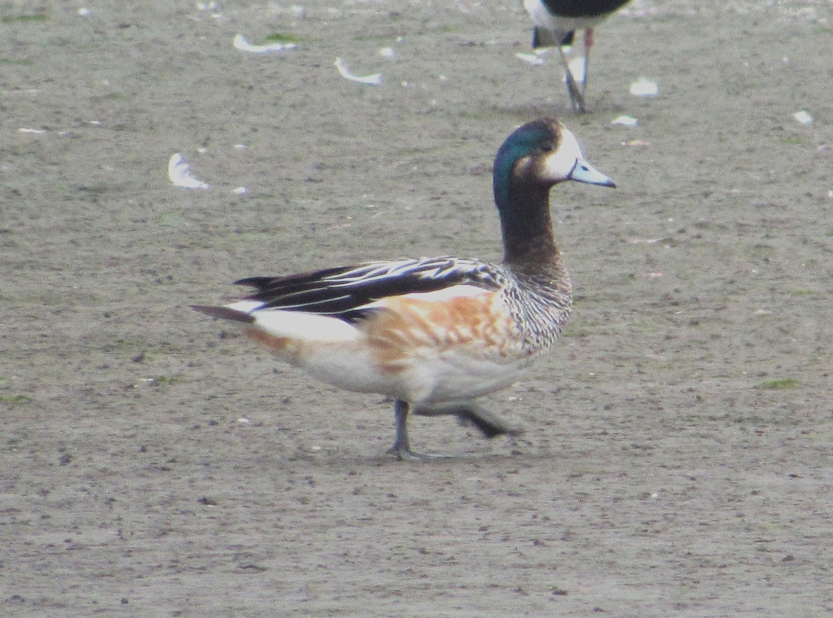Chiloe Wigeon - ML635056894