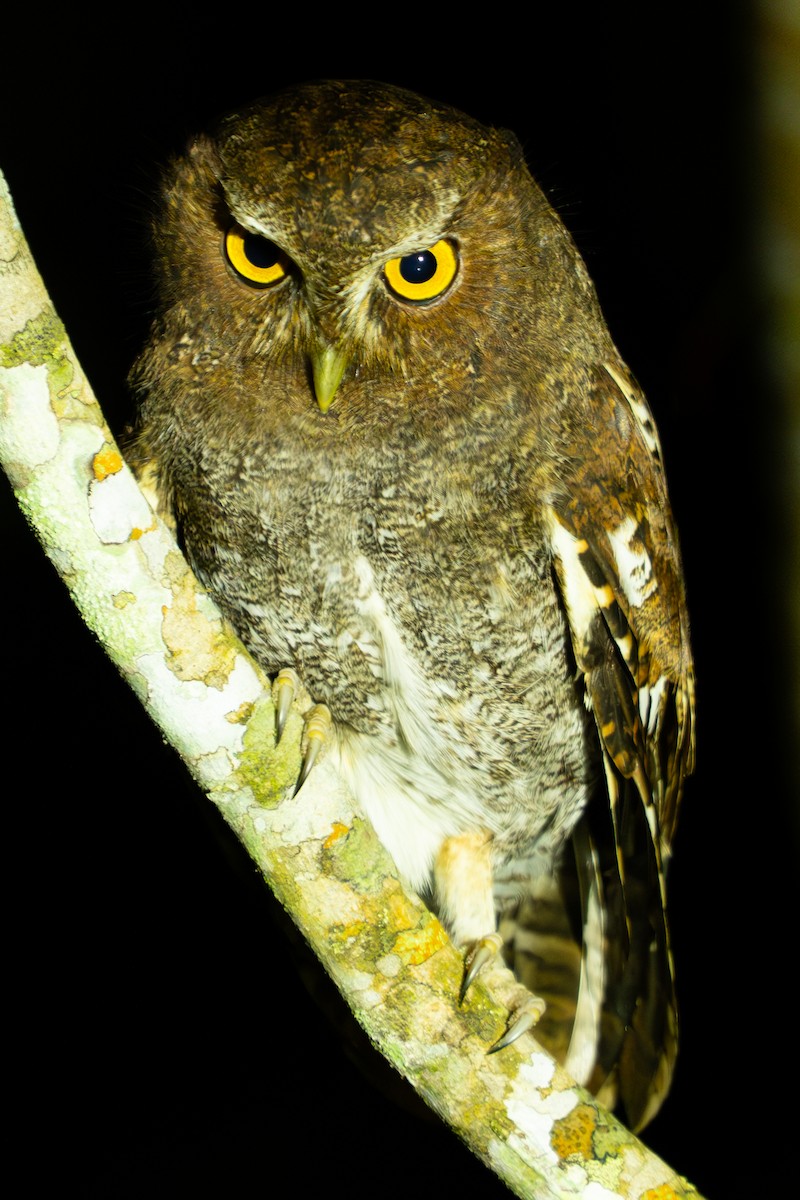 Foothill Screech-Owl - ML635056971