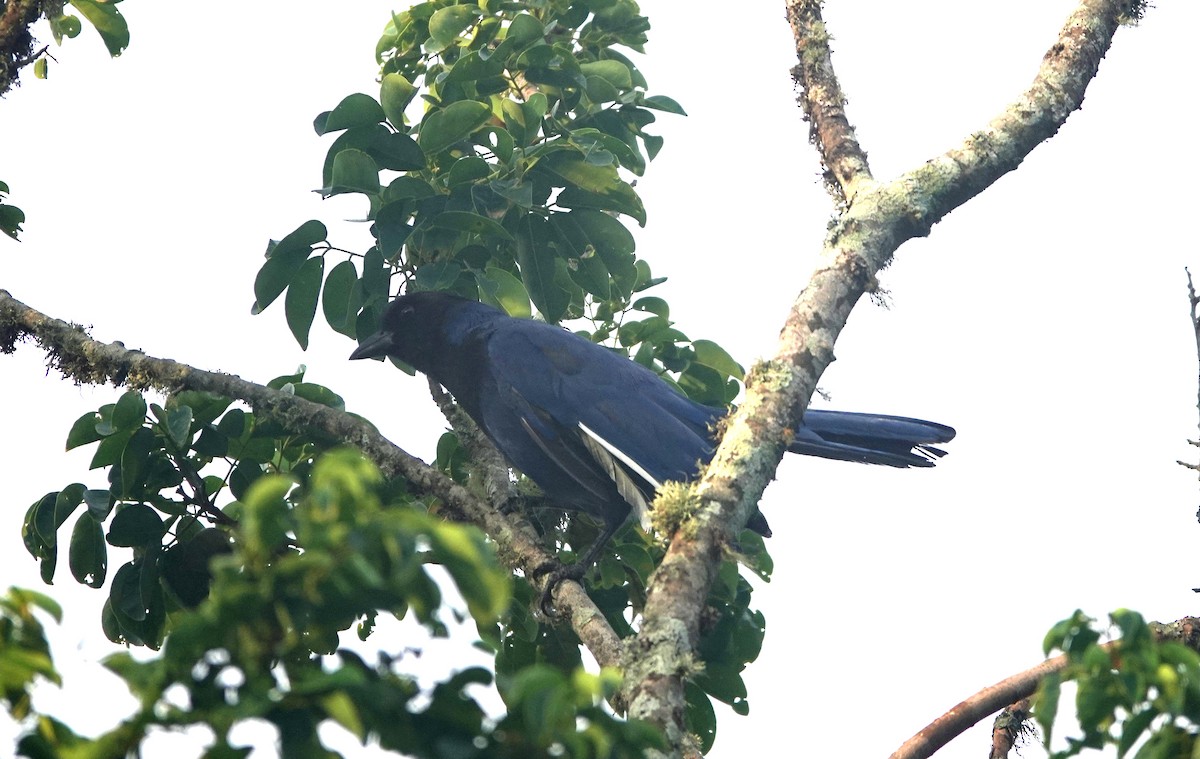 Chara Cerúlea - ML635056985