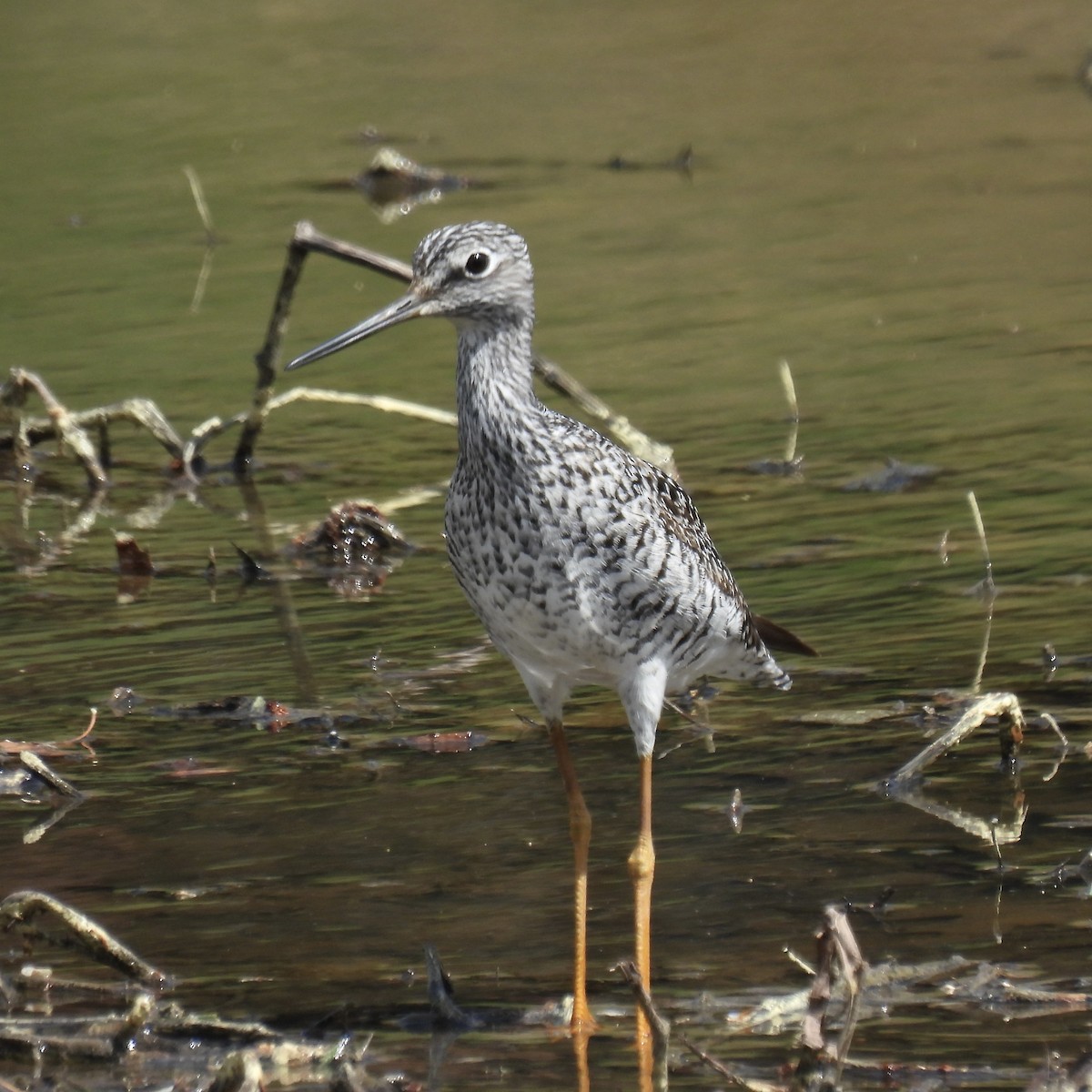 Greater Yellowlegs - ML635057099