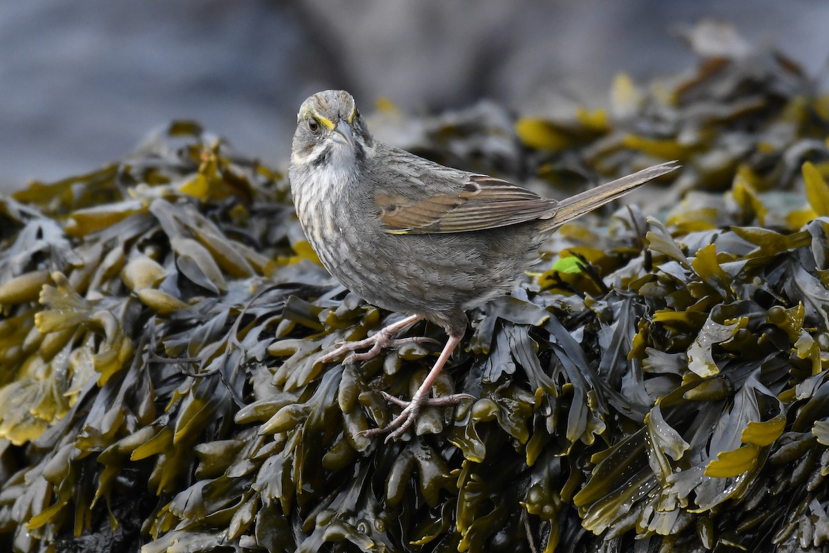 Seaside Sparrow (Atlantic) - ML635057189