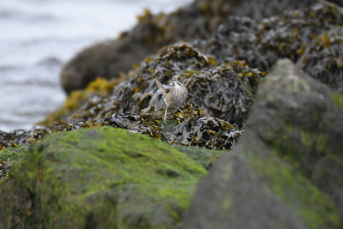 Seaside Sparrow (Atlantic) - ML635057193