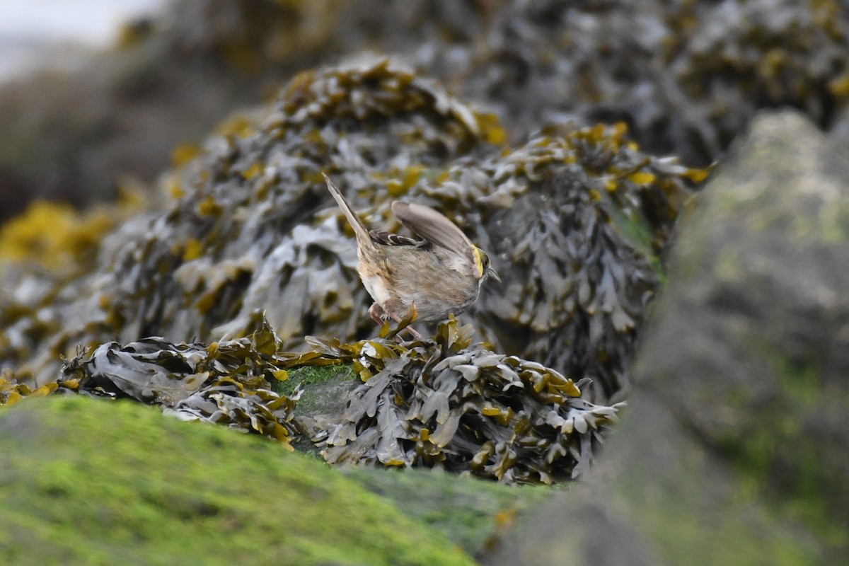 Seaside Sparrow (Atlantic) - ML635057204