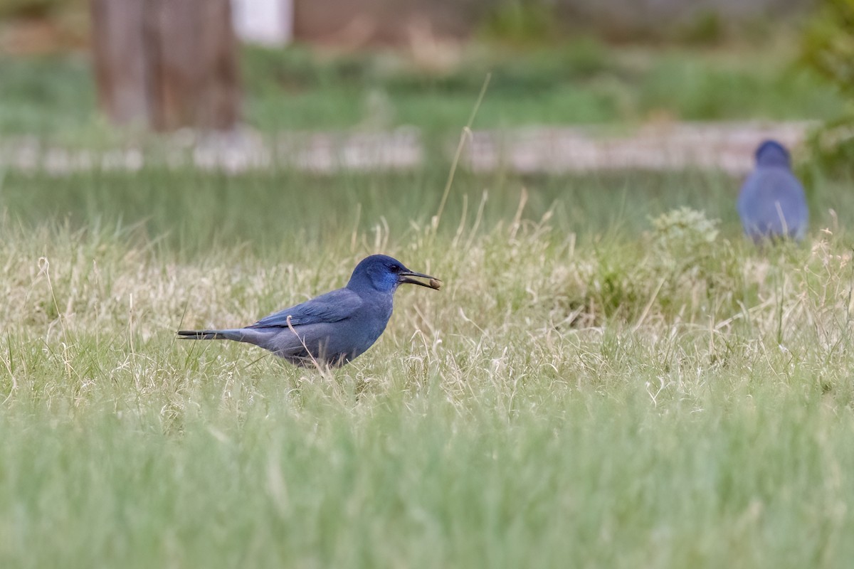 Pinyon Jay - Kalpesh Krishna
