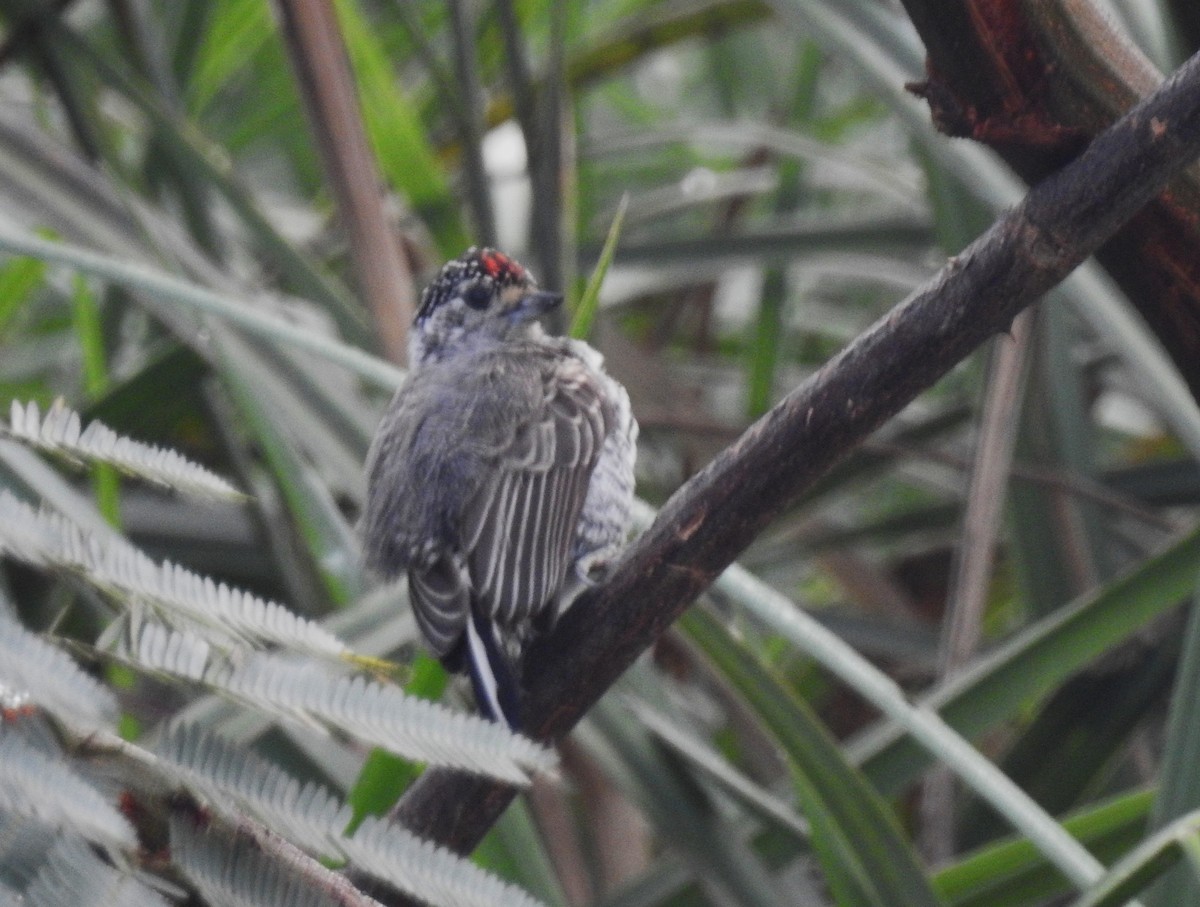 White-barred Piculet - ML635057307
