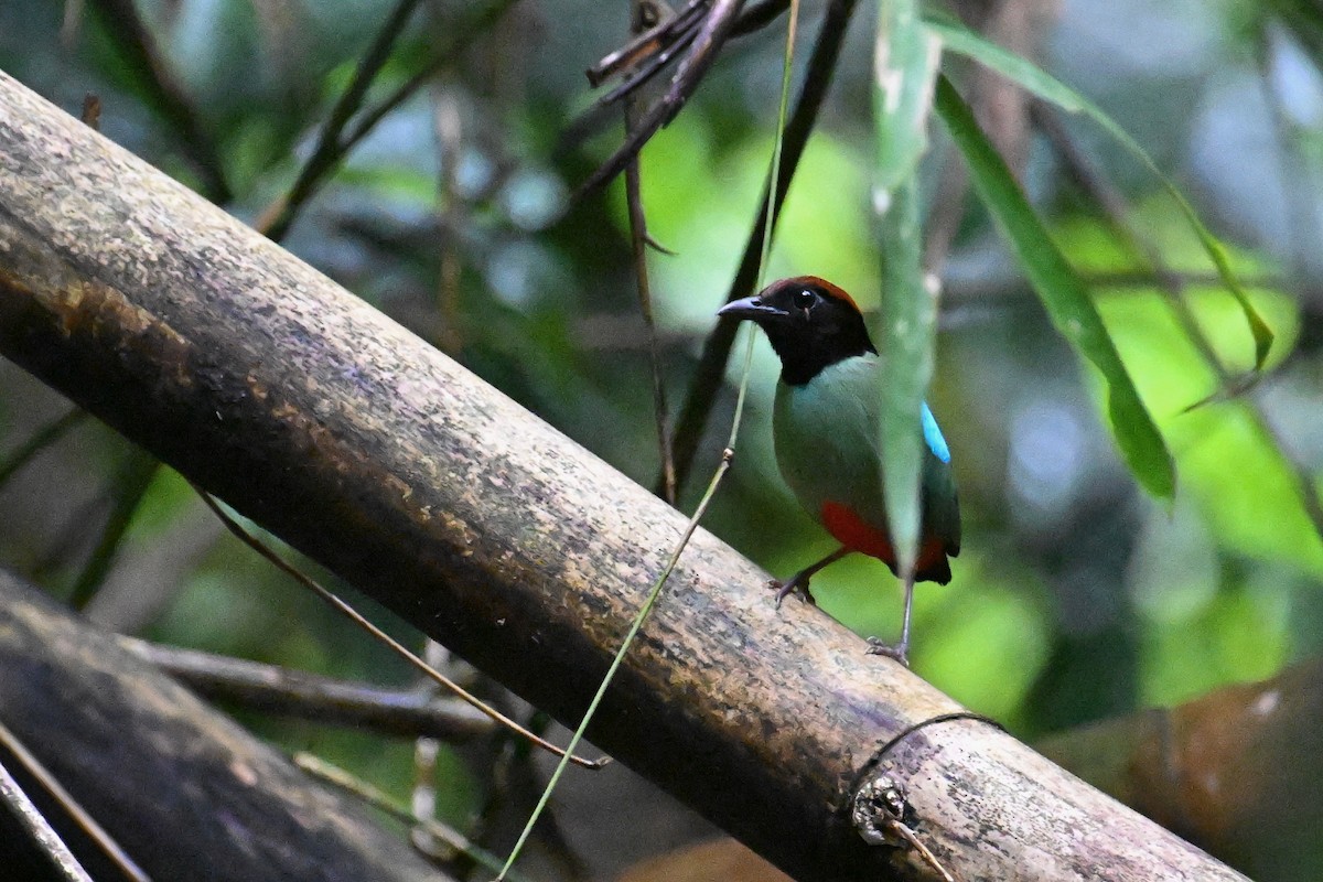 Western Hooded Pitta (Chestnut-crowned) - ML635057330