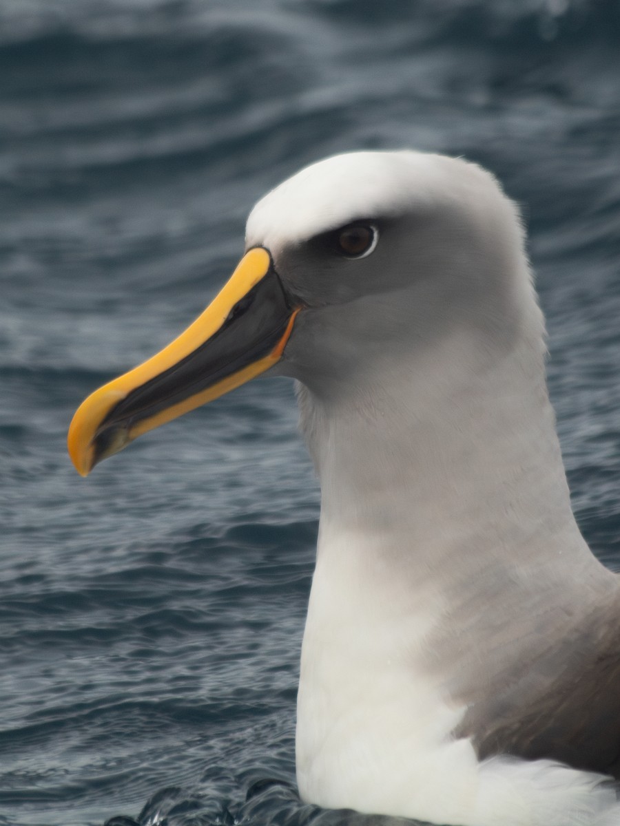 Buller's Albatross - ML635057451