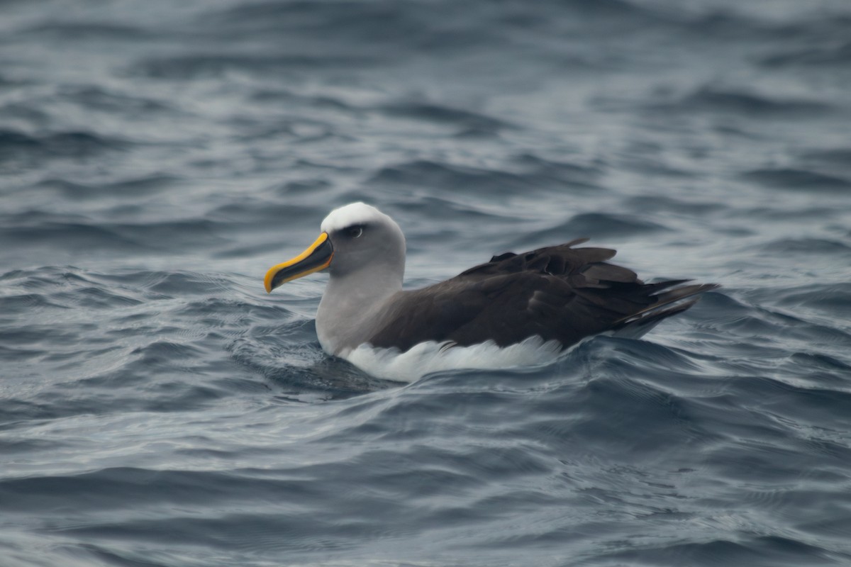 Buller's Albatross - ML635057452