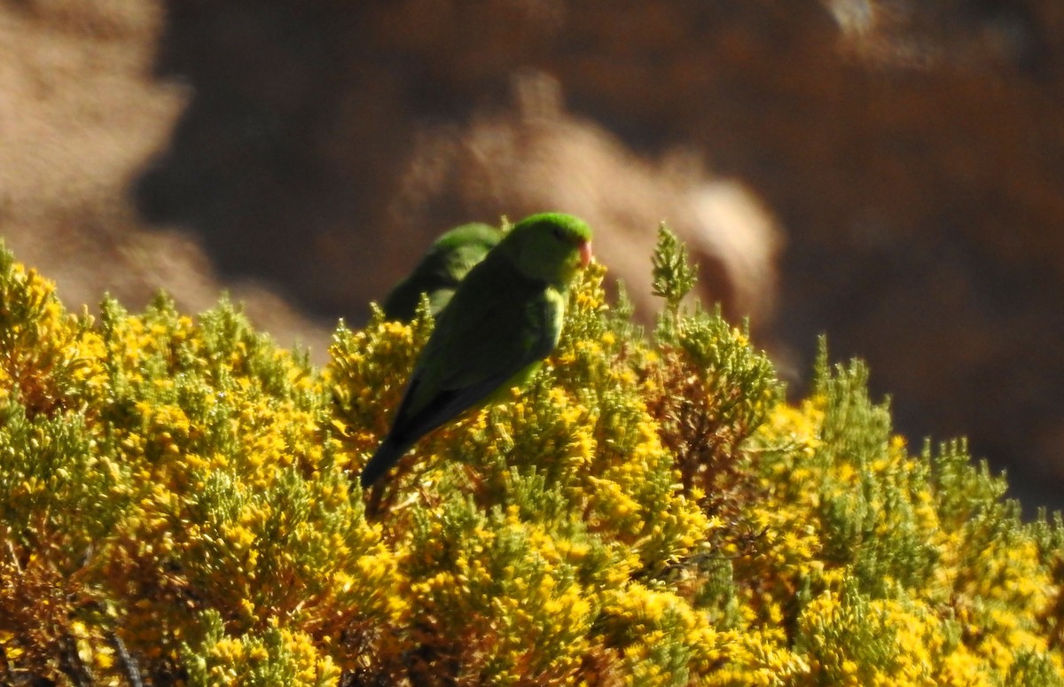 Mountain Parakeet - ML635057462
